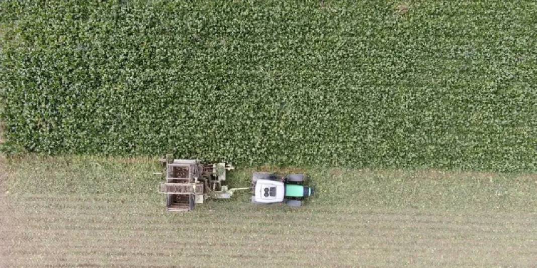 Sulama sistemi kuraklığın etkilerini azaltıyor, hasat sürüyor! 1 dönümden 5 ton ürün alınıyor: Üreticinin yüzü gülüyor 2